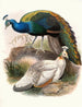 Pavo nigripennis - Joseph Smit — näkymä teoksesta