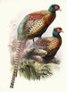 Phasianus Deccollatus - Joseph Smit — näkymä teoksesta