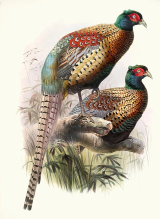 Joseph Smit - Phasianus Deccollatus.webp