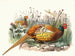 Faisan de Shaw - Joseph Smit — näkymä teoksesta