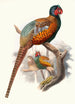 Phasianus elegans - Joseph Smit — näkymä teoksesta
