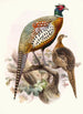 Phasianus formosanus - Joseph Smit — näkymä teoksesta