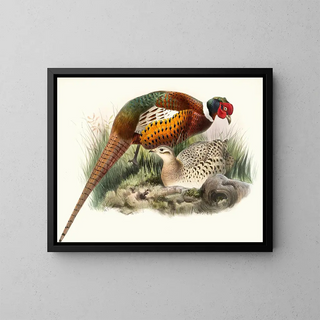 Joseph Smit - Phasianus mongolicus.webp