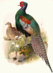 Phasianus versicolor - Joseph Smit — näkymä teoksesta