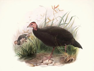 Phasidus Niger - Joseph Smit — näkymä teoksesta