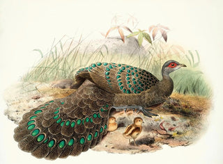Polyplectron germaini - Joseph Smit — näkymä teoksesta