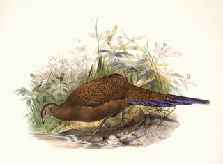 Sumatra-kanasta - Joseph Smit — näkymä teoksesta