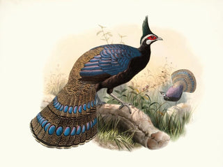 Polyplectron emphanum - Joseph Smit — näkymä teoksesta
