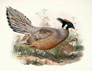 Joseph Smit - Purcasia Darwini.webp