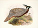 Purcasia macrolopha - Joseph Smit — näkymä teoksesta
