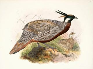 Joseph Smit - Purcasia macrolopha.webp