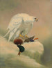 Gyrfalcon - Joseph Wolf — näkymä teoksesta
