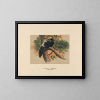 Joseph Wolf - Horsfields Kaleege.webp