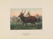 Cerf de Swinhoe - Joseph Wolf — näkymä teoksesta