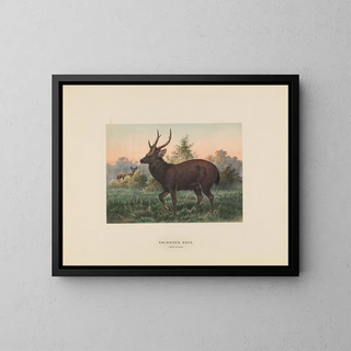 Joseph Wolf - Swinhoes Deer.webp