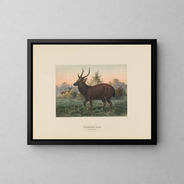 Cerf de Swinhoe - Joseph Wolf — kehystetty taideteos seinällä