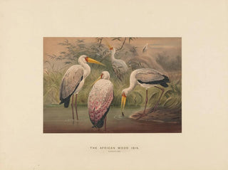 L'ibis des savanes - Joseph Wolf — näkymä teoksesta