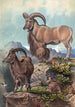 L'Aoudad - Joseph Wolf — näkymä teoksesta