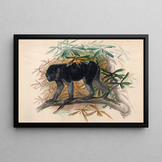 Joseph Wolf - The AshyBlack Ape.webp
