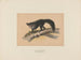 L'Aye-Aye - Joseph Wolf — näkymä teoksesta