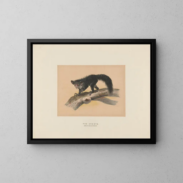 L'Aye-Aye - Joseph Wolf — kehystetty taideteos seinällä