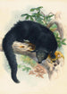 Le Binturong - Joseph Wolf — näkymä teoksesta