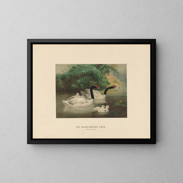 Le cygne à cou noir - Joseph Wolf — kehystetty taideteos seinällä