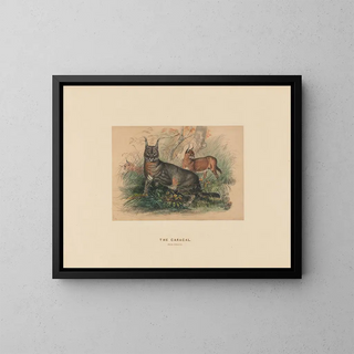 Joseph Wolf - The Caracal.webp