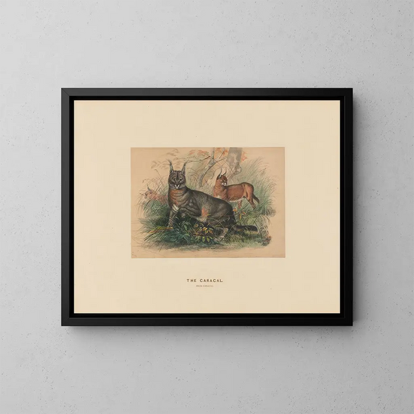Le Caracal - Joseph Wolf — kehystetty taideteos seinällä