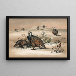 Joseph Wolf - The Caspian SnowPartridge.webp