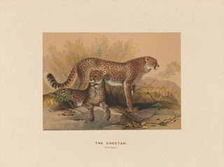 Le guépard - Joseph Wolf — näkymä teoksesta