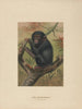 Le chimpanzé - Joseph Wolf — näkymä teoksesta