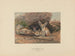 Le fennec - Joseph Wolf — näkymä teoksesta