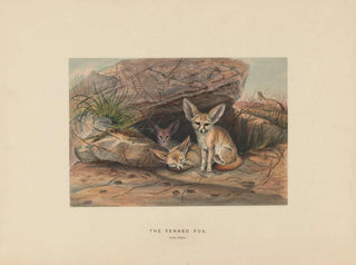 Le fennec - Joseph Wolf — näkymä teoksesta