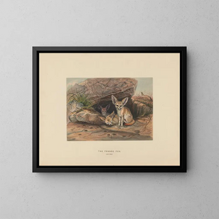 Le fennec - Joseph Wolf — kehystetty taideteos seinällä