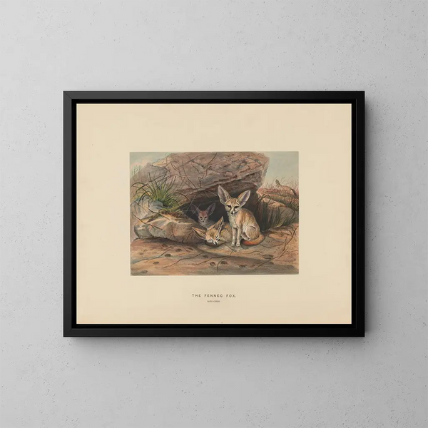 Le fennec - Joseph Wolf — kehystetty taideteos seinällä