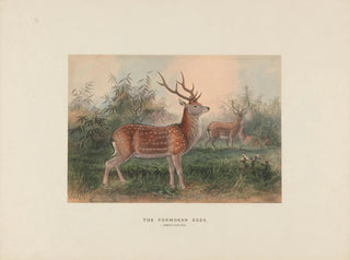 Le cerf de Formose - Joseph Wolf — näkymä teoksesta