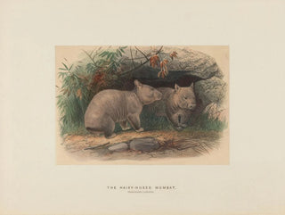 Joseph Wolf - The Hairynosed Wombat.webp