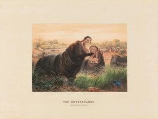 L-hippopotamus-taidetuote - Joseph Wolf — näkymä teoksesta