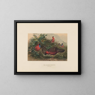 Joseph Wolf - The Horned Tragopan.webp