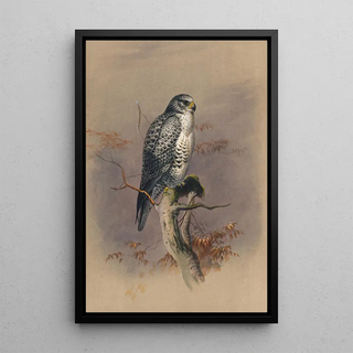 Joseph Wolf - The Iceland Falcon.webp