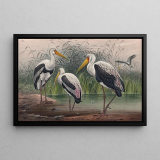 Joseph Wolf - The Indian Wood Ibis.webp
