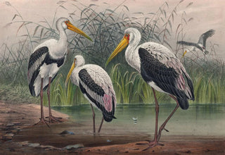 Joseph Wolf - The Indian Wood Ibis.webp