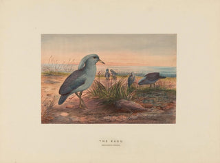 Le Kagu - Joseph Wolf — näkymä teoksesta