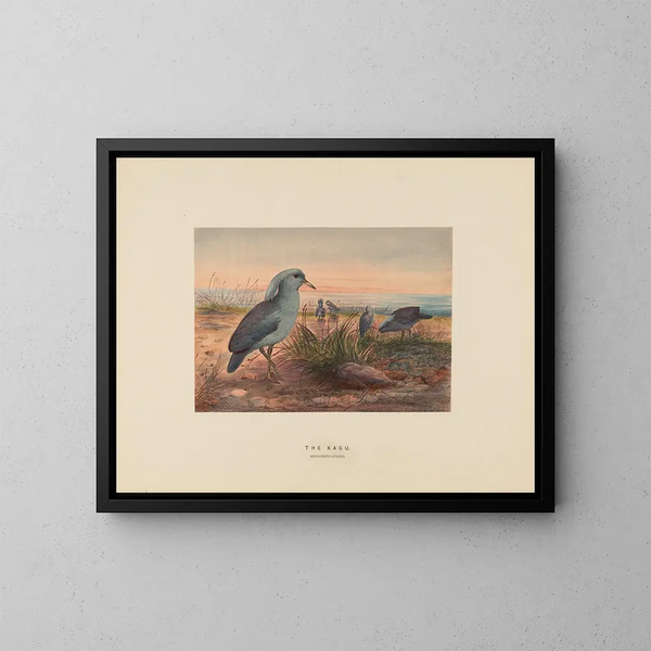 Le Kagu - Joseph Wolf — kehystetty taideteos seinällä