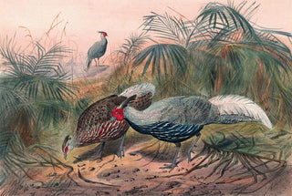 Joseph Wolf - The Lineated Pheasant.webp