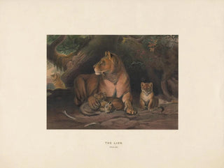 Le Lion - Joseph Wolf — näkymä teoksesta