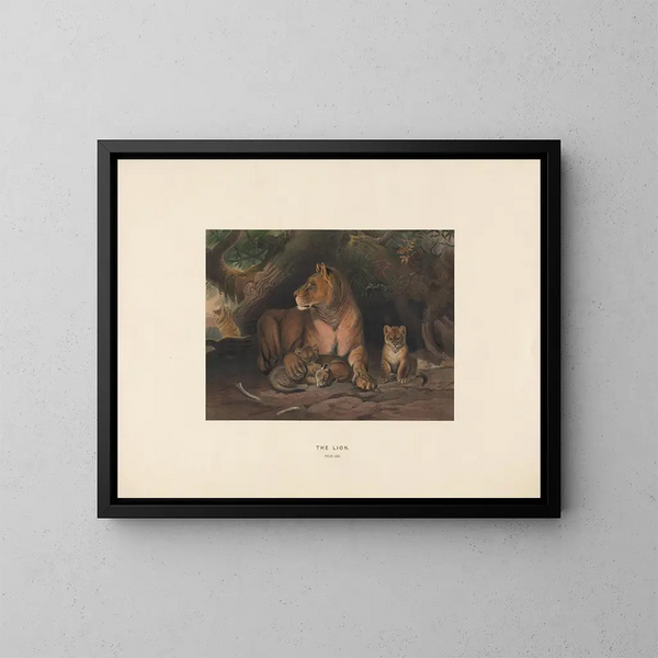 Le Lion - Joseph Wolf — kehystetty taideteos seinällä