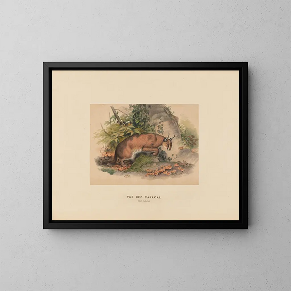 Le Caracal rouge - Joseph Wolf — kehystetty taideteos seinällä