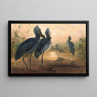 Joseph Wolf - The Shoe Bill.webp